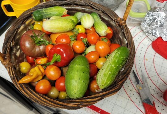 Photo of a basket full of garden-grown vegetables: cucumbers, peppers, tomatoes.